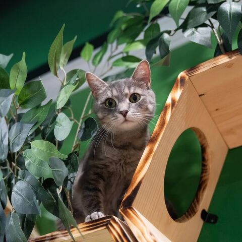 Aristocat Cafe