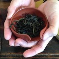 Jasmine Teahouse