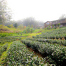 Mauna Kea Tea